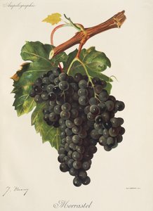 Uva Morrastel di J. Troncy da Jules Troncy