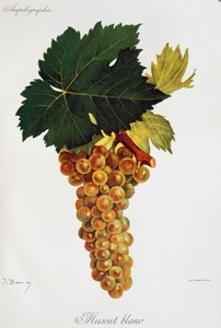 Uva Moscato bianco da Ampelographie, Traité général de viticulture, vol III, di Pierre Viala e Victor Vermorel, Parigi da Jules Troncy