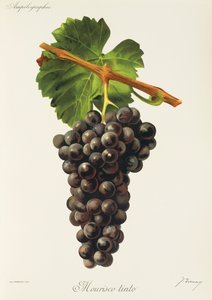 Mourisco Tinto da Jules Troncy