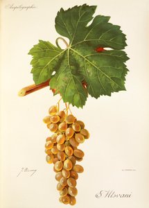 Uva Mtsvani da Jules Troncy