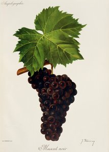 Muscat Noir da Jules Troncy