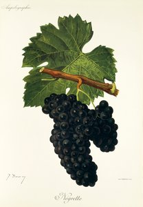 Uva Negrette da Jules Troncy