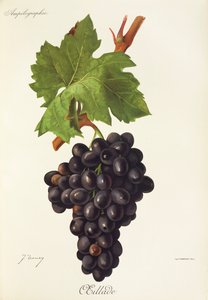 Uva Oeillade di J. Troncy da Jules Troncy