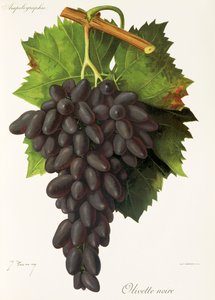 Uva Olivette Noire
