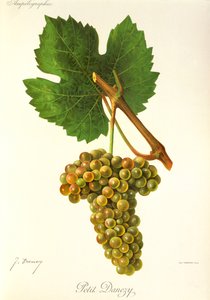 Uva Petit Danezy