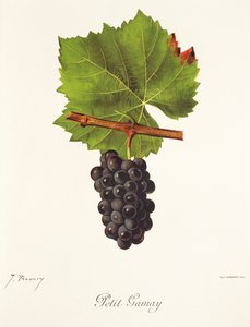 Uva Petit Gamay di J. Troncy
