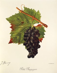 Uva Petit Paugayen da Jules Troncy