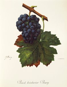 Uva Pinot Teinturier Bury