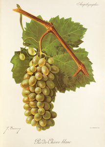 Uva Pis-de-Chevre Blanc