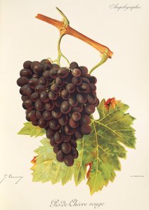 Uva Pis-de-Chevre Rouge da Jules Troncy