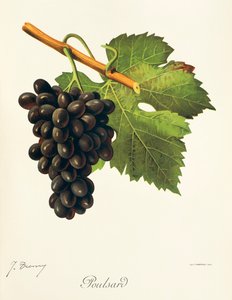 Poulsard da Jules Troncy