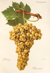 Uva Raisaine da Jules Troncy