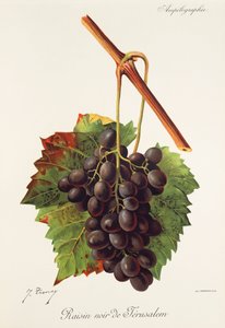 Raisin Noir de Jerusalem da Jules Troncy