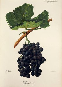 Uva Ramisco da Jules Troncy