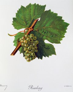 Uva Riesling da Ampelographie, Traité général de viticulture, vol II, di Pierre Viala e Victor Vermorel, Parigi