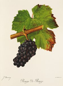 Uva Rouge de Bouze da Jules Troncy