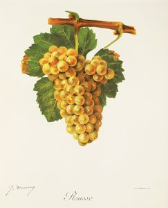 Uva Rousse
