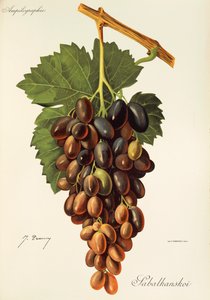 Uva Sabalkanskoi di J. Troncy da Jules Troncy