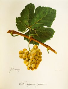 Uva Savagnin Jaune da Jules Troncy