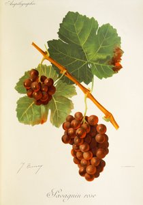 Savagnin Rose da Jules Troncy