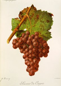 Uva Souvenir du Congres da Jules Troncy