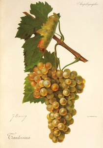 Uva Tantovina da Jules Troncy