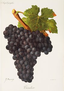 Uva Teoulier da Jules Troncy