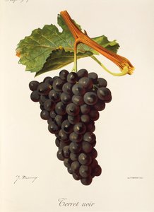 Uva Terret Noir da Jules Troncy