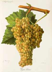 Ugni Blanc