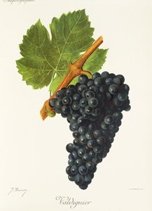 Uva Valdiguier da Jules Troncy