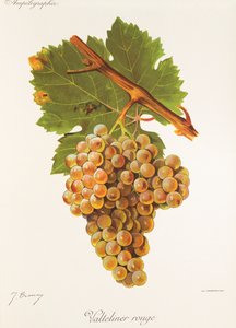 Valteliner Rouge da Jules Troncy