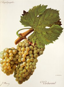 Uva Verdurant da Jules Troncy