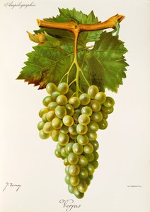 Uva Verjus da Jules Troncy