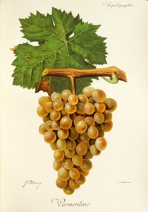 Uva Vermentino da Jules Troncy