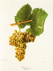 Uva Viognier