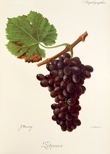 Zitania da Jules Troncy