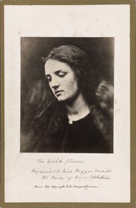 Il Fiore Selvatico da Julia Margaret Cameron