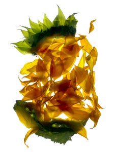 Chiquita Girasole