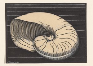 Conchiglia di Nautilus da Julie de Graag (signed by artist)