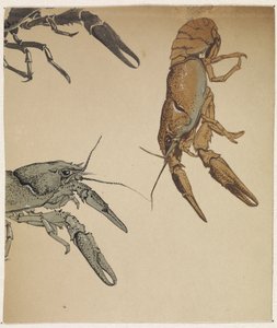 Schizzi di gamberi di fiume