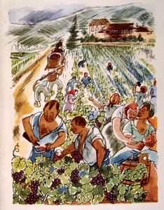 Vigneto francese. 1944. Illustrazione di Julien Pavil