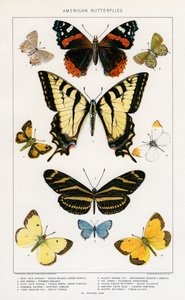 Farfalle americane di Julius Bien da Julius Bien