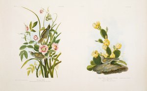 Fringuello di Mare/Fringuello d