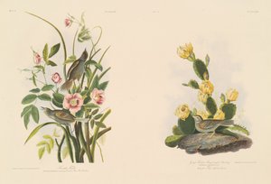 Fringuello di Mare; e Fringuello di Grafs o Zigolo dalle Ali Bay da Julius Bien after John James Audubon
