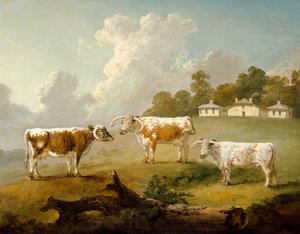 Tre bovini a corna lunghe a Kenwood, 1797