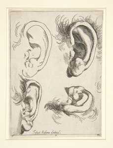 Studi di quattro orecchie da Jusepe de Ribera