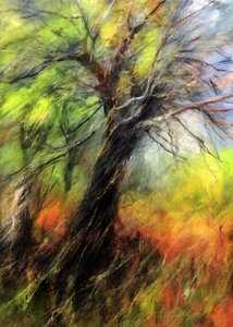 Albero autunnale dai colori vivaci da Justyna Jaszke