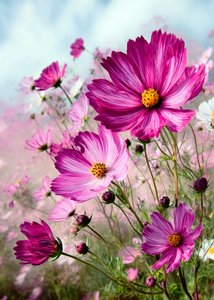Cosmo rosa vivace da Justyna Jaszke