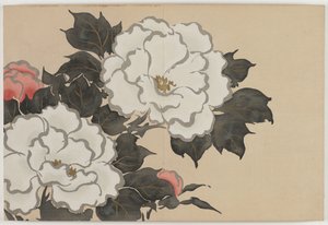Fiori di cento mondi (Momoyogusa): Peonie (Fukamigusa) da Kamisaka Sekka