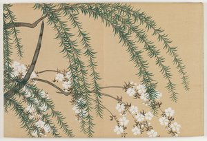 Fiori di Cento Mondi (Momoyogusa): Salice e Ciliegio (Yanagizakura) da Kamisaka Sekka